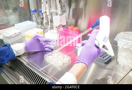 Schenefeld, Allemagne. 21 juin 2021. Le scientifique Inaki de Diego Martinez Pipets un échantillon dans le Laboratoire biologique XBI sur le campus de l'installation internationale de recherche européenne XFEL. Entre autres choses, des recherches sont menées là sur la structure d'une protéine qui porte le coronavirus dans son enveloppe. Le XFEL européen exploite le plus grand laser à rayons X au monde. Credit: Marcus Brandt/dpa/Alay Live News Banque D'Images