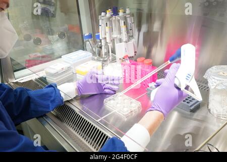 Schenefeld, Allemagne. 21 juin 2021. Le scientifique Inaki de Diego Martinez Pipets un échantillon dans le Laboratoire biologique XBI sur le campus de l'installation internationale de recherche européenne XFEL. Entre autres choses, des recherches sont menées là sur la structure d'une protéine qui porte le coronavirus dans son enveloppe. Le XFEL européen exploite le plus grand laser à rayons X au monde. Credit: Marcus Brandt/dpa/Alay Live News Banque D'Images