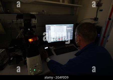 Schenefeld, Allemagne. 21 juin 2021. Le scientifique Inaki de Diego Martinez examine les protéines et les cellules à travers un microscope dans le laboratoire BIOLOGIQUE XBI sur le campus de l'installation internationale de recherche européenne XFEL. Entre autres choses, des recherches sont menées là sur la structure d'une protéine qui porte le coronavirus dans son enveloppe. Le XFEL européen exploite le plus grand laser à rayons X au monde. Credit: Marcus Brandt/dpa/Alay Live News Banque D'Images