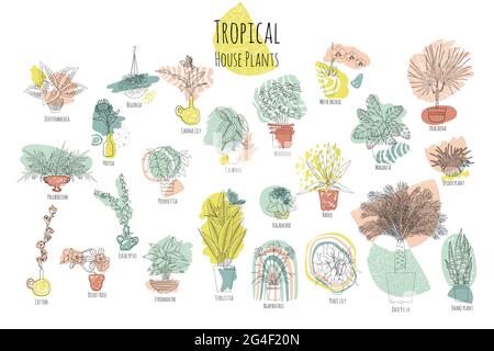 Ensemble de diverses plantes tropicales maison en jardinières, avec des noms. Style art noir. Formes abstraites de boho sur l'arrière-plan Illustration de Vecteur