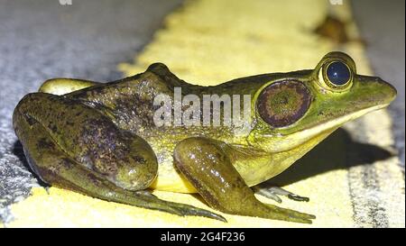 Grenouille américaine, Hyla cinerea. Espèces communes. Famille Hylidae. ÉTATS-UNIS Banque D'Images