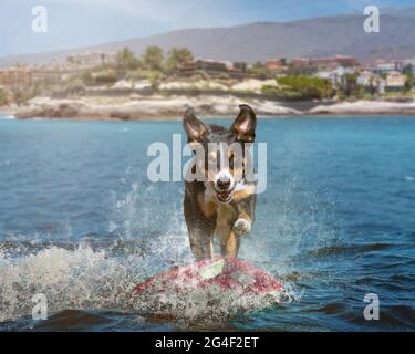 Surf sur une vague de chien Banque D'Images