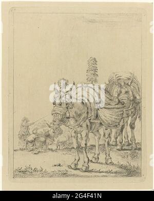 . Deux mules emballées, l'une avec des panaches sur la tasse et le dos. Sur la gauche en arrière-plan un pilote qui pousse deux autres mules. Banque D'Images