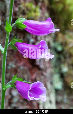 Gros plan sur un Foxglove violet fleurs Banque D'Images