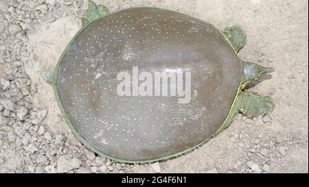 La tortue molle épineuse, Apalone spinifera, est une espèce de tortue molle, l'une des plus grandes espèces de tortues d'eau douce d'Amérique du Nord Banque D'Images