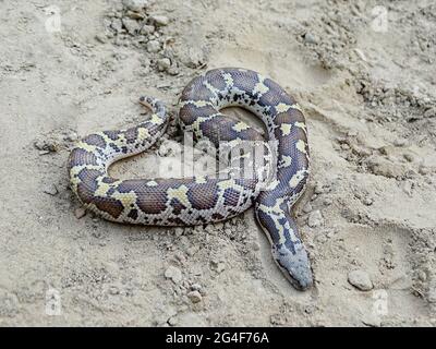 Le boa de Russell ou le sable rugueux, Gongylophis conicus. NONVENOMOUS. Endémique à l'Inde, au Népal, au Bangladesh, au Pakistan et au Sri Lanka. Région de Chambal, Banque D'Images