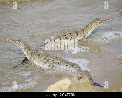 Gharial Hatchlings, Gavialis gangeticus. Crocodile à manger au poisson. En danger critique de disparition. Région de Chambal, Inde Banque D'Images