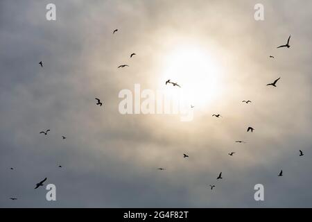 Mouettes volant dans le ciel, devant le soleil nuageux, Mecklembourg-Poméranie-Occidentale, Allemagne Banque D'Images