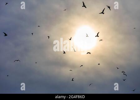 Mouettes volant dans le ciel, devant le soleil nuageux, Mecklembourg-Poméranie-Occidentale, Allemagne Banque D'Images