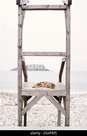Tabby chat dormant sur une jetée en bois sur une plage de galets Banque D'Images