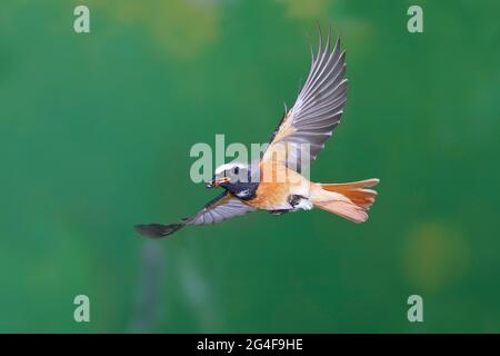 Mâle redstart commun (Phoenicurus phoenicurus) avec nourriture en vol, Siegerland, Rhénanie-du-Nord-Westphalie, Allemagne Banque D'Images