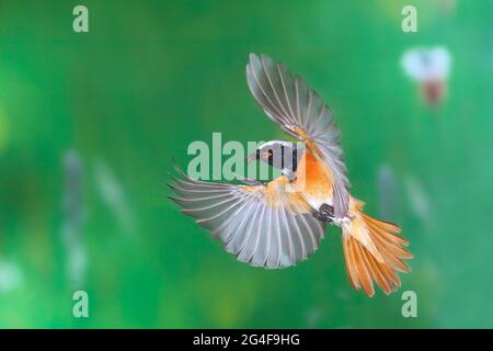 Mâle redstart commun (Phoenicurus phoenicurus) avec nourriture en vol, Siegerland, Rhénanie-du-Nord-Westphalie, Allemagne Banque D'Images