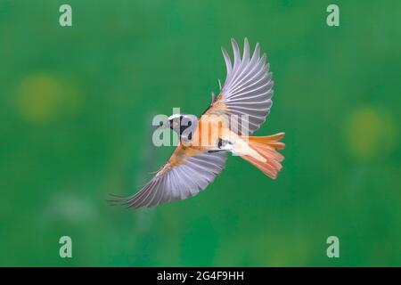 Mâle redstart commun (Phoenicurus phoenicurus) avec nourriture en vol, Siegerland, Rhénanie-du-Nord-Westphalie, Allemagne Banque D'Images