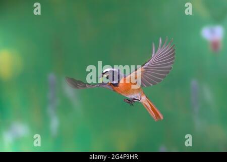 Mâle redstart commun (Phoenicurus phoenicurus) avec nourriture en vol, Siegerland, Rhénanie-du-Nord-Westphalie, Allemagne Banque D'Images