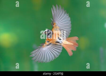 Mâle redstart commun (Phoenicurus phoenicurus) avec nourriture en vol, Siegerland, Rhénanie-du-Nord-Westphalie, Allemagne Banque D'Images