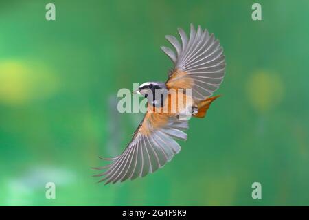 Mâle redstart commun (Phoenicurus phoenicurus) avec nourriture en vol, Siegerland, Rhénanie-du-Nord-Westphalie, Allemagne Banque D'Images