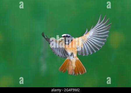 Mâle redstart commun (Phoenicurus phoenicurus) avec nourriture en vol, Siegerland, Rhénanie-du-Nord-Westphalie, Allemagne Banque D'Images