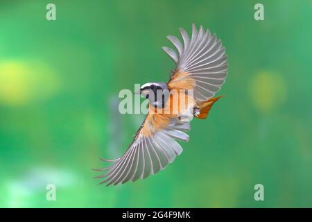 Homme de redstart commun (Phoenicurus phoenicurus) en vol, Siegerland, Rhénanie-du-Nord-Westphalie, Allemagne Banque D'Images