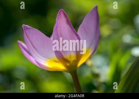 Tulipe sauvage (Tulipa sylvestris), Bavière, Allemagne Banque D'Images