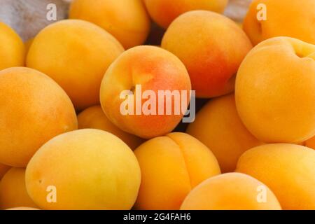 Abricots biologiques fraîchement récoltés. Gros plan. Banque D'Images