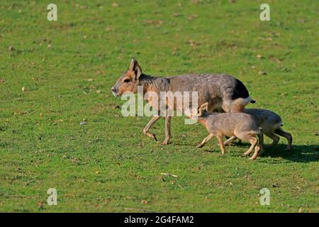 Patagonie Mara (Dolichotis patagonum), Grande Mara, adulte, femme, juvénile, Soins infirmiers, captifs, Patagonie, Argentine Banque D'Images