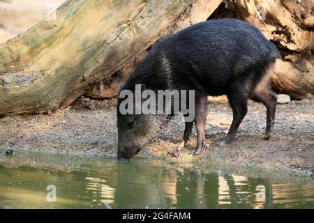 Peccary à collier (Pecari tajacu), adulte, à l'eau, potable, captive Banque D'Images