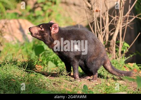 Diable de Tasmanie (Sarcophilus harrisii), diable de Tasmanie, adulte, alerte, captif, Australie Banque D'Images