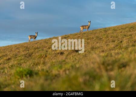 Doe et roebuck, cerf de Virginie (Capreolus capreolus) debout sur la prairie, Suisse Banque D'Images