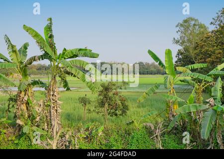 Magnifique paysage rural de bananiers et rizières avec ciel bleu en arrière-plan. Kolkata, Bengale occidental, Inde Banque D'Images