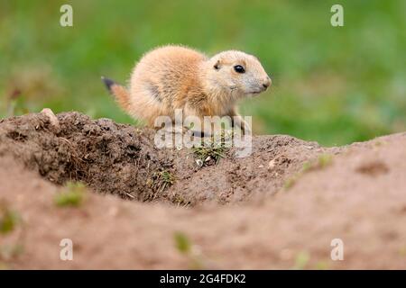 Chien de prairie à queue noire (Cynomys ludovicianus) Jeune à la terrow, Allemagne Banque D'Images