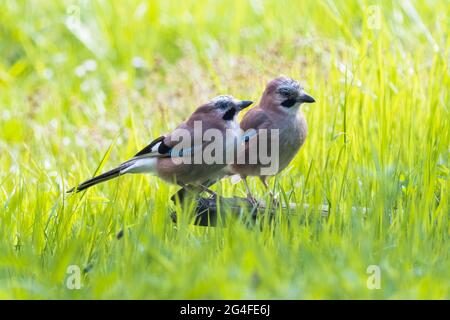 jay eurasien (Garrulus glandarius), paire, debout sur bois mort, Hesse, Allemagne Banque D'Images