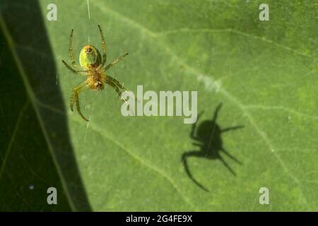 Araignée verte de concombre (Araniella cucurbitina) sur feuille de lilas, abat-jour, Hesse, Allemagne Banque D'Images