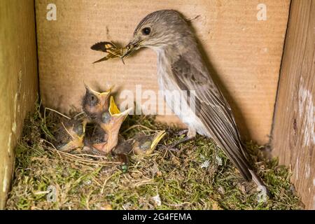 Moussapa striata (Muscicapa striata) nourrissant de jeunes oiseaux dans une boîte de nidification, Rhénanie-du-Nord-Westphalie, Allemagne Banque D'Images