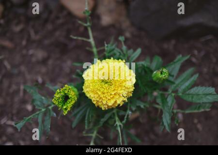 Croissance de Tagetes jaunes Erecta dans le sol du jardin. Plante à fleurs appelée africaine ou Aztec Marigold dans un sol fertile. Banque D'Images