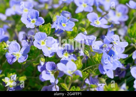 Gros plan de Slender speedwell (Veronica filiformis), Suisse Banque D'Images