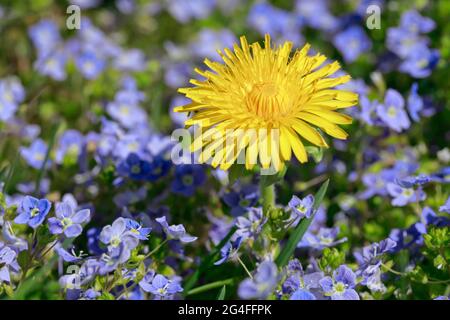 Gros plan de pissenlit et de slender speedwell, Suisse Banque D'Images