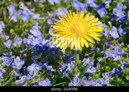 Gros plan de pissenlit et de slender speedwell, Suisse Banque D'Images