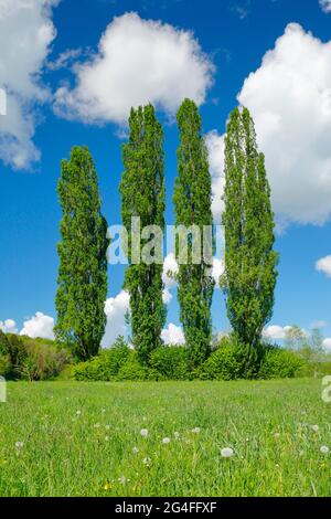 Quatre grands peupliers dans un pré vert sous ciel nuageux au soleil Banque D'Images