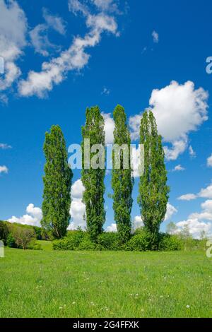 Quatre grands peupliers dans un pré vert sous ciel nuageux au soleil Banque D'Images