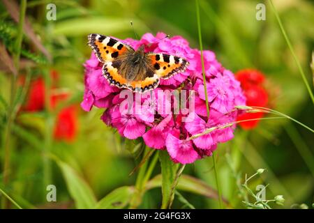 Un papillon (petit papillon tortoiseshell, Aglais urticae) sur une fleur de Dianthus barbatus. Banque D'Images