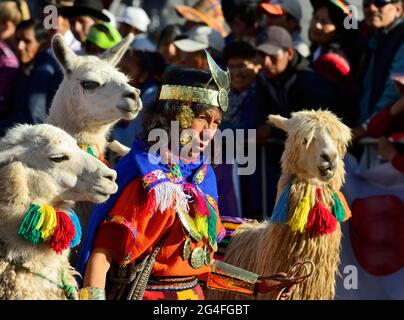 Homme en costume d'Inca avec deux lamas et un alpaga à la parade à la veille de l'Inti Raymi, Festival du Soleil Banque D'Images