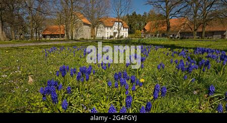 Jacinthes de raisin (Muscari) au domaine de Redingerhof au printemps, Bad Lippspringe, Westphalie-est-Lippe, Rhénanie-du-Nord-Westphalie, Allemagne Banque D'Images