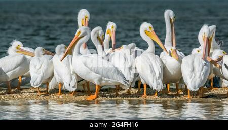 Troupeau de pélicans blancs sur une barre de sable Banque D'Images