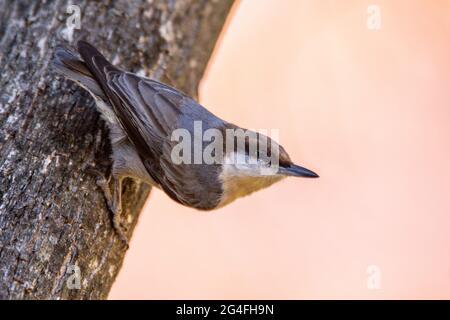 Nuthatch à tête brune perchée sur le côté de l'arbre Banque D'Images