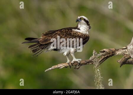 Osprey adulte perché sur une branche d'arbre Banque D'Images