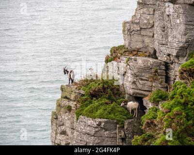 Des chèvres sauvages se bousculent sur des crêtes rocheuses surplombant la mer, sur la côte nord accidentée du Devon. Banque D'Images