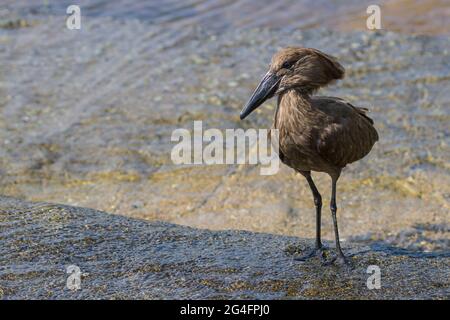 Un oiseau solitaire (Scopus umbretta) debout dans l'eau sur un rocher dans le parc national Kruger, en Afrique du Sud avec un fond flou Banque D'Images