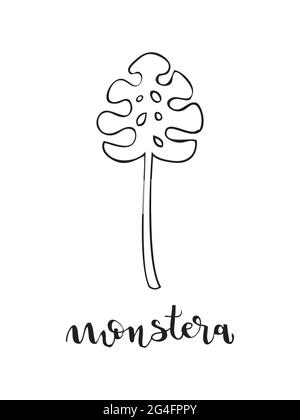 Monstera feuille et lettrage. Style linéaire. Illustration vectorielle, style dessiné à la main Illustration de Vecteur