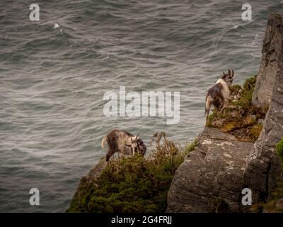 Des chèvres sauvages se bousculent sur des crêtes rocheuses surplombant la mer, sur la côte nord accidentée du Devon. Banque D'Images