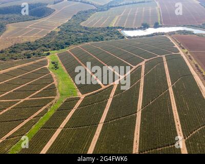 Vue de drone de la ferme d'ananas vue de haut angle Banque D'Images